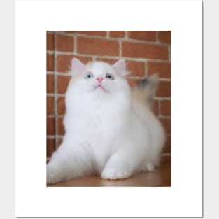 The little white cute cats Posters and Art